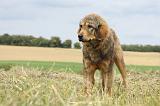 DOGUE DU TIBET 061